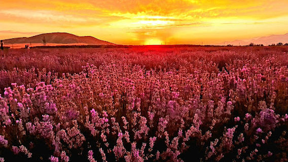Lavanda Qəbələ Essenso Sahəsi( lavender fields Gabala)