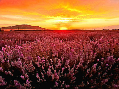Lavanda Qəbələ Essenso Sahəsi( lavender fields Gabala)