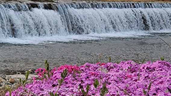 Tachiya river Shibazakura(moss phlox)