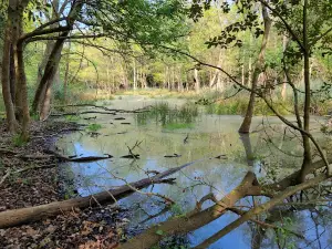 Natural Mesola Forest Reserve