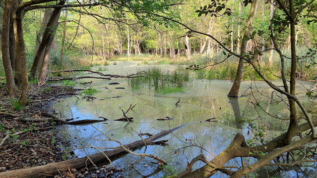 Natural Mesola Forest Reserve