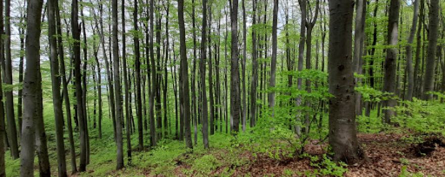 Naturpark Purkersdorf Sandstein-Wienerwald