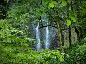 Tila Kenar Forest