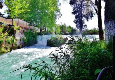 Tarsus