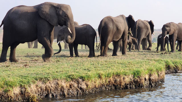 Chobe River Boat Cruises