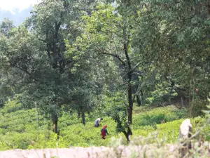 Kausani Tea Estate
