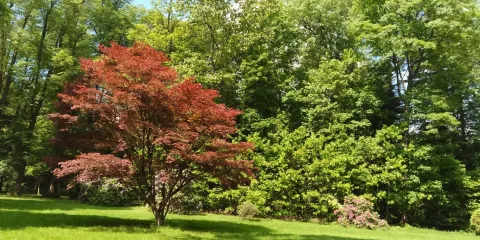 Englischer Garten Eulbach