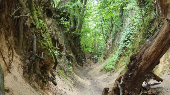 Queen Jadwiga's Ravine
