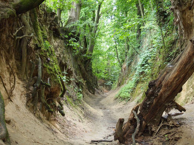 Queen Jadwiga's Ravine