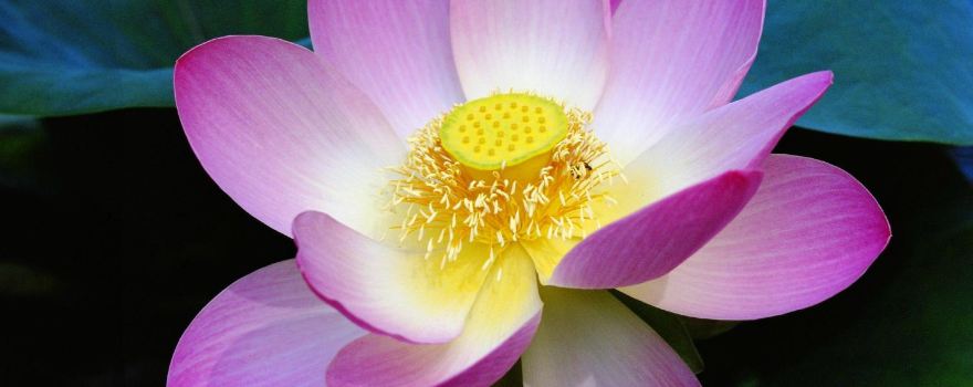 Lotusland