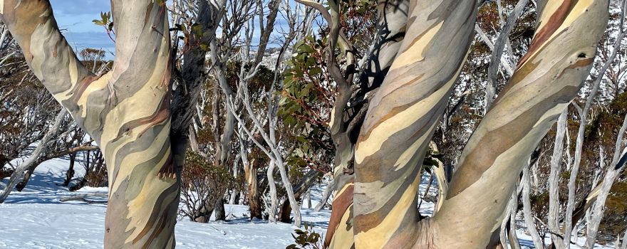 Thredbo