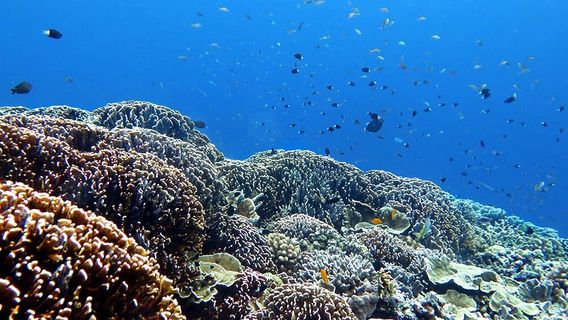 DSM Dive Gili Trawangan & Lombok