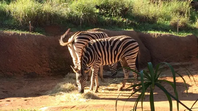 2_Perth Zoo