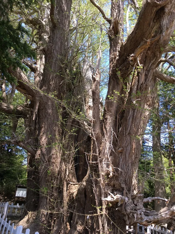 4_The Oldest Ginkgo