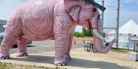 Pink Elephant