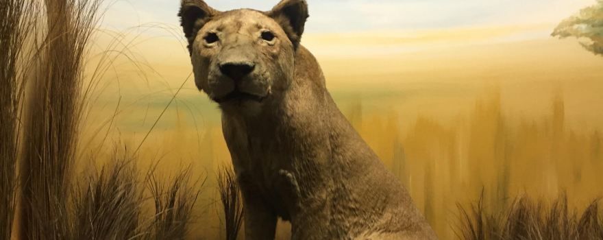 Natural History Museum, Leipzig