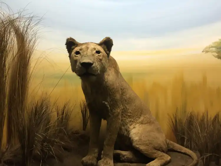 Hotel dekat Naturkundemuseum Leipzig