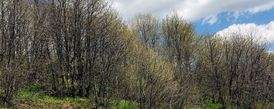 Tsaghkadzor