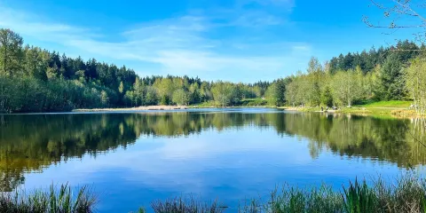 Green Timbers Urban Forest