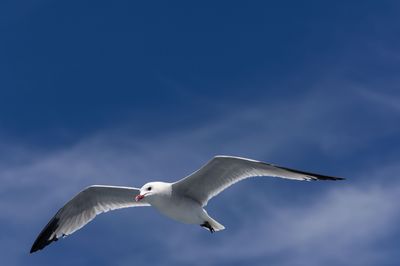 Les Remparts de Saint-Malo