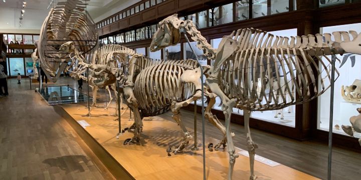 Muséum d'histoire naturelle de Nantes