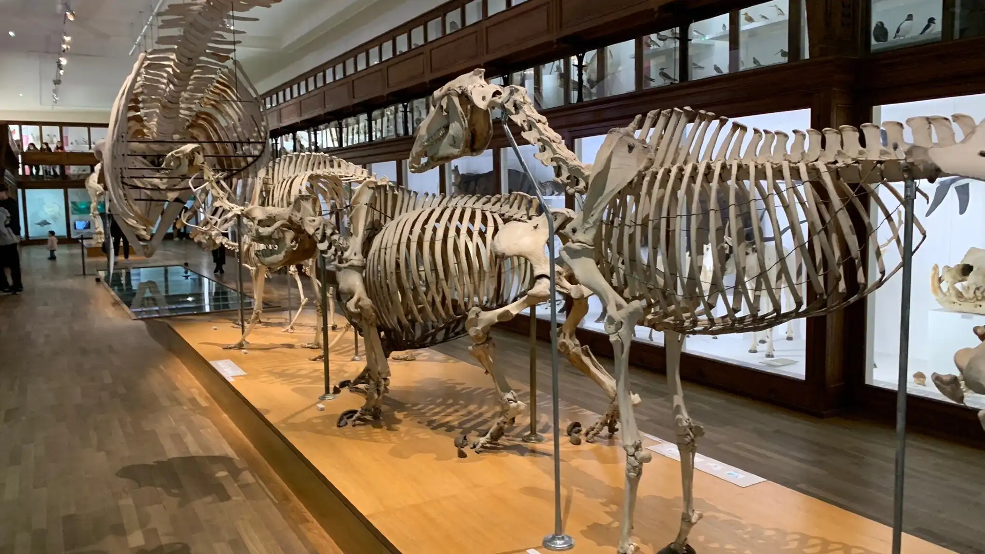 Hotels near Natural History Museum