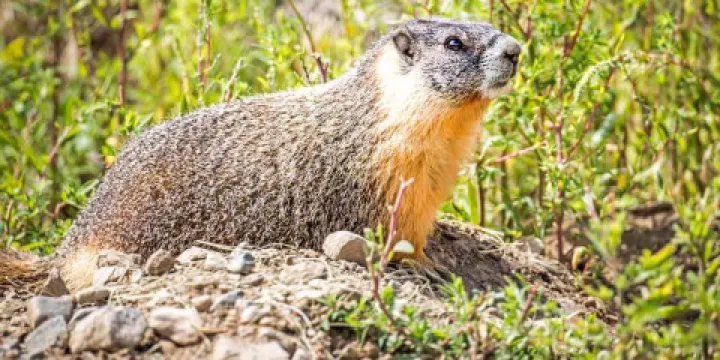 Lac du Bois Grasslands Protected Area