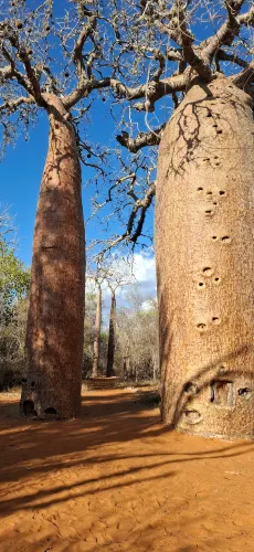 Reniala Reserve