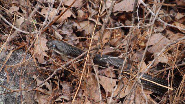 Michaux State Forest