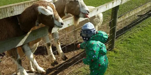 Paradise Found Educational Farm Park