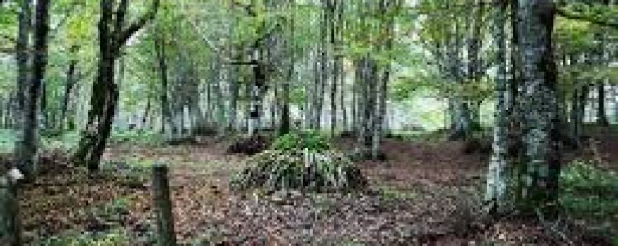 Bosco della Tassita