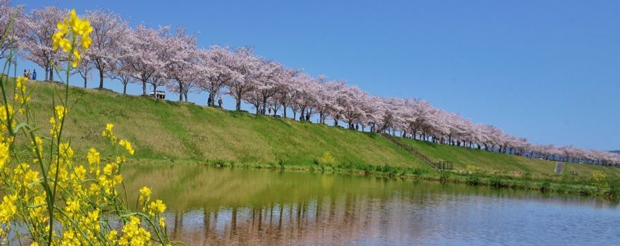 오노 시