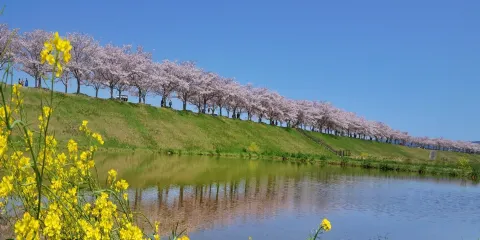 Ono Cherry Blossom Corridor
