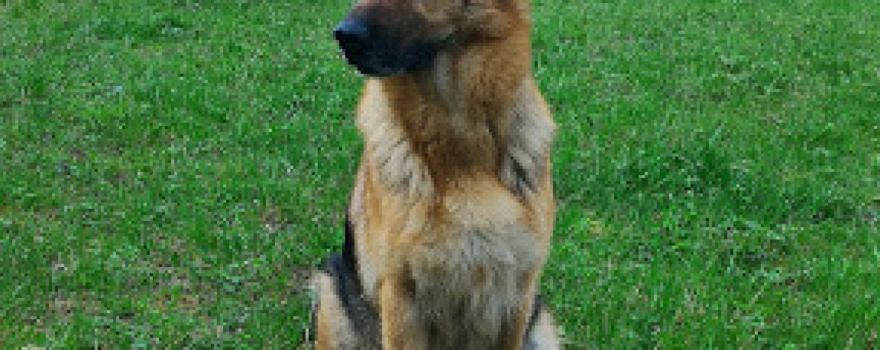 Rcba Crisnée, #club canin, #obéissance, #berger allemand, #éducation canine, #chien, # comportement social #hoppers.