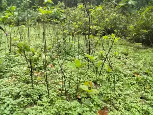 Campierganj Jungle