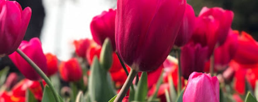 Red Earth Bulb
