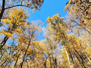 White Pine Hollow State Forest