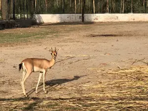 Wildlife Park Pirowal