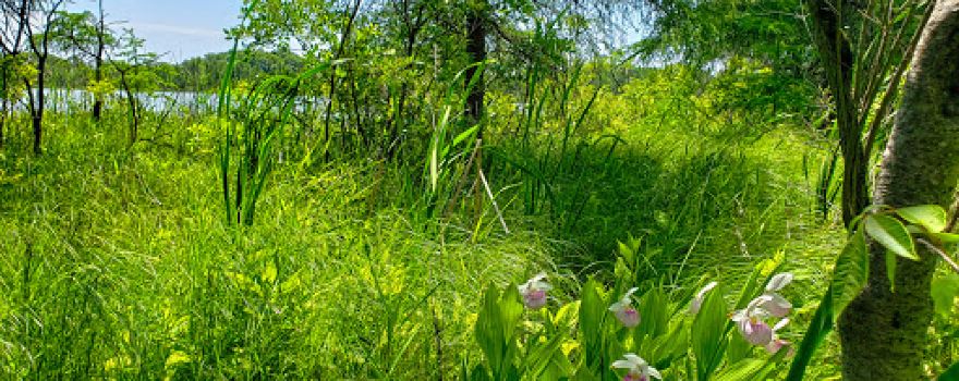 Bean Lake State Natural Area