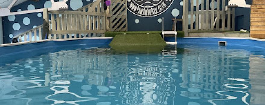 Paws In The Pool!
