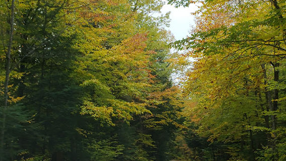 Proctor Wildlife Sanctuary