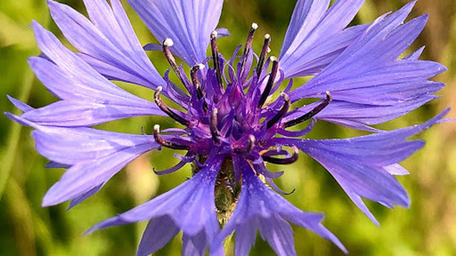 NA Greeneway at Bergen Rd