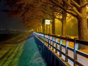 Asan Gokgyocheon Stream Ginkgo Trail