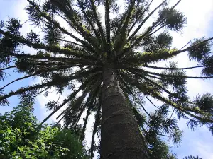 Parque Provincial Araucaria