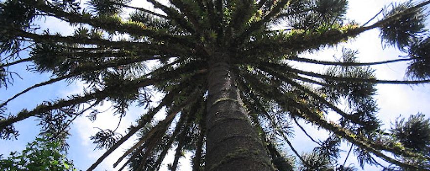 Parque Provincial Araucaria