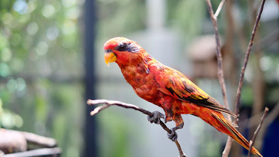 Amphoe San Sai