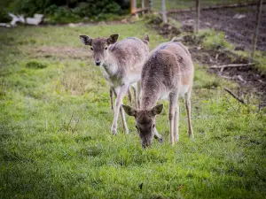 Wildgehege Waldmuseum Steinbruchsee Furth im Wald-Sengenbühl
