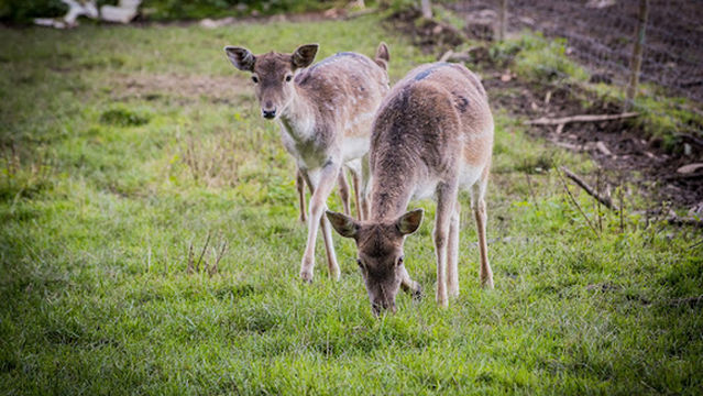 Wildgehege Waldmuseum Steinbruchsee Furth im Wald-Sengenbühl