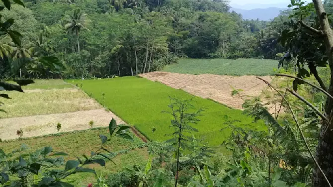 Dealova Langkap Bumiayu