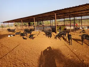 Rani Sawargaon